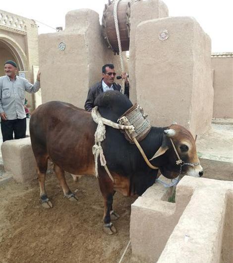 عکس گاو کوهان دار