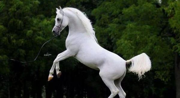 عکس اسب فریزین سفید