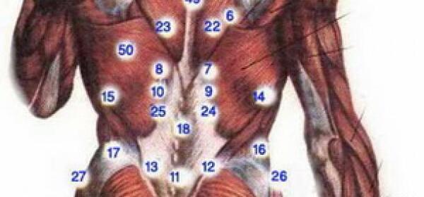 عکس قاعده ریه