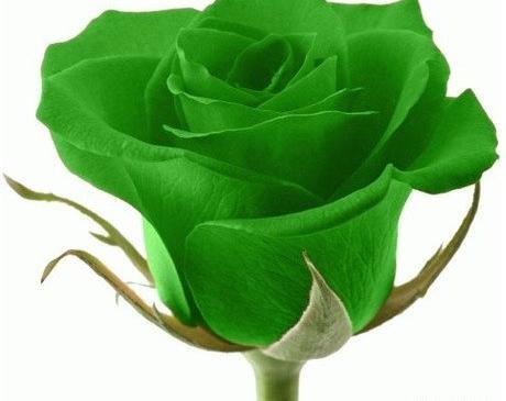 عکس گل رز سبز