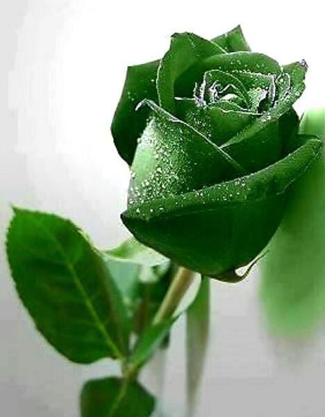 عکس گل رز سبز