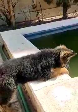 عکس سگ ژرمن خوشگل