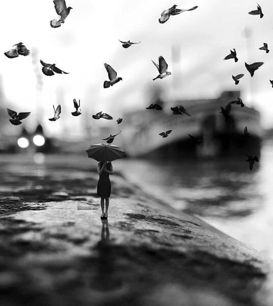 عکسهای سیاه سفید طبیعت