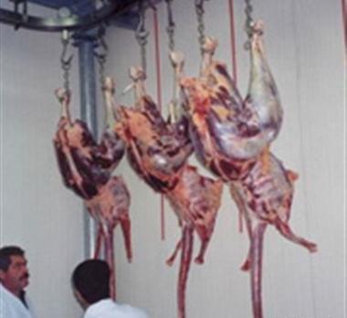 عکس گوشت شتر مرغ
