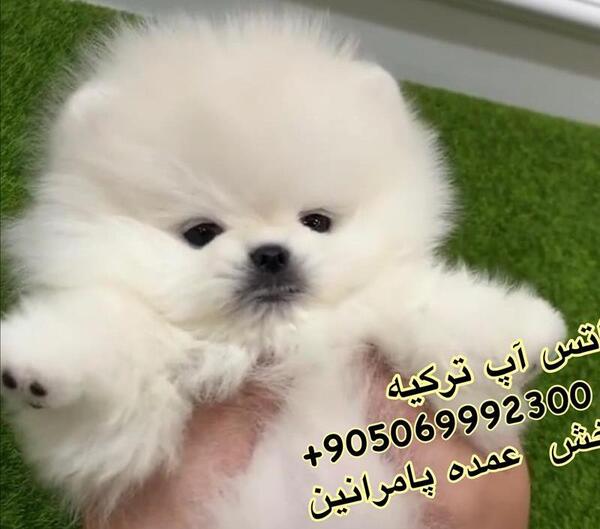 عکس سگ فنجونی