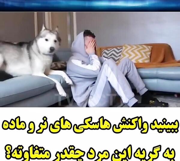 عکس سگ هاسکی نر