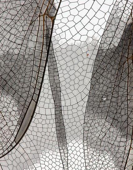 عکس ذره بینی
