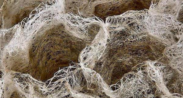 عکس ذره بینی