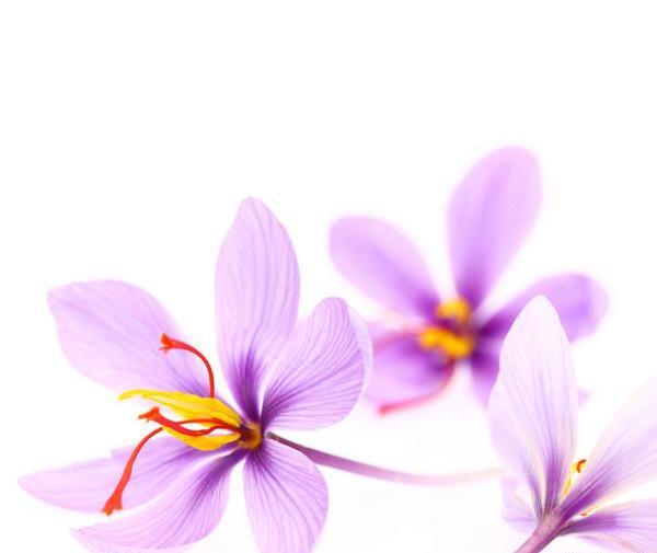عکس زعفران سفید
