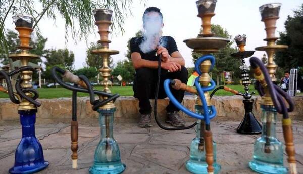 عکس سوسک توتون