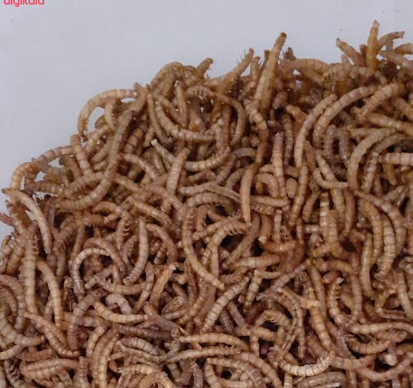 عکس سوسک توتون