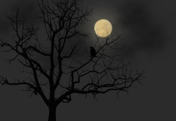 عکس شب و مهتاب