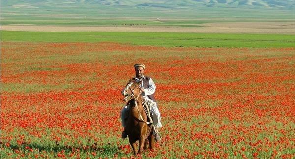 عکس گل های افغانستان