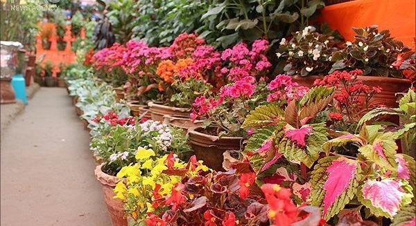عکس گل های افغانستان