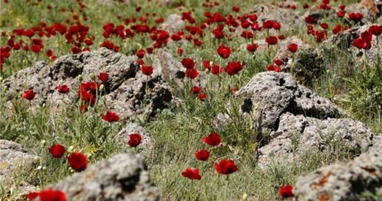 عکس گل های افغانستان