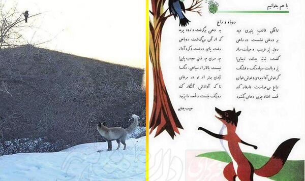 عکس روباه و زاغ