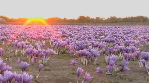 عکس هنری زعفران