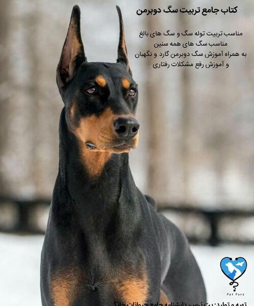 عکس سگ ژرمن دوبرمن