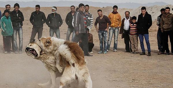 عکس سگ علی پلنگ و خودش