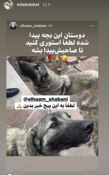 عکس سگ علی پلنگ و خودش