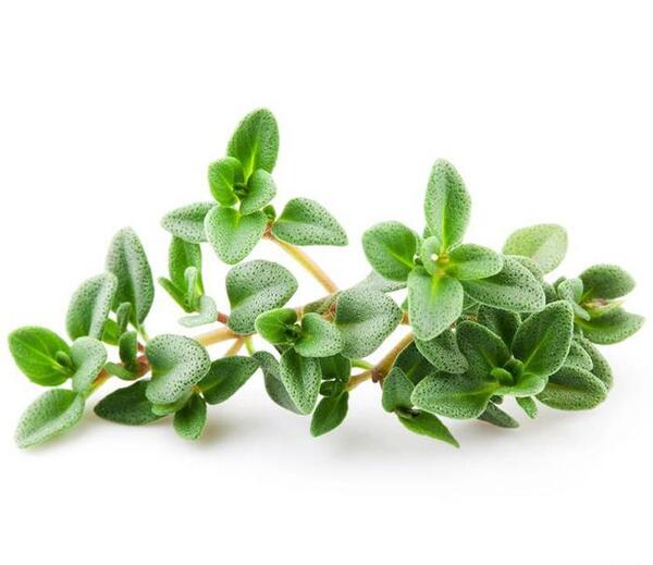 عکس روغن اویشن