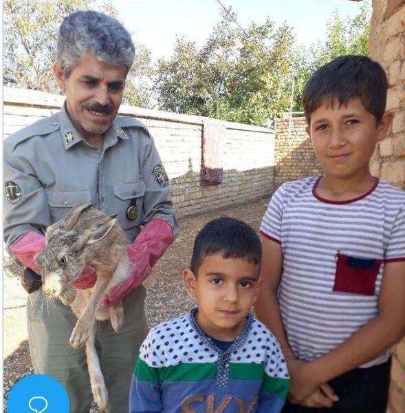 عکس خرگوش وحشی