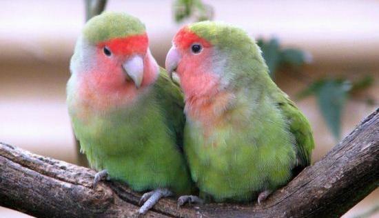 عکس طوطی عاشقانه