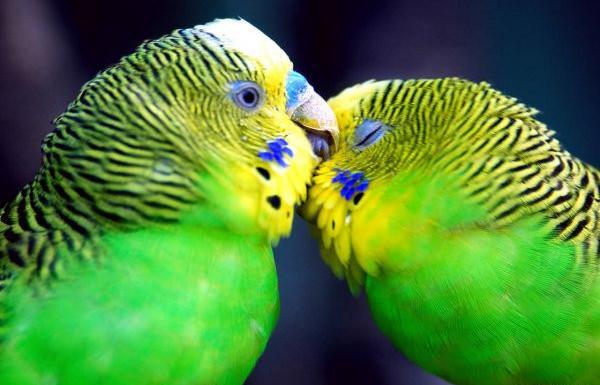 عکس طوطی عاشقانه