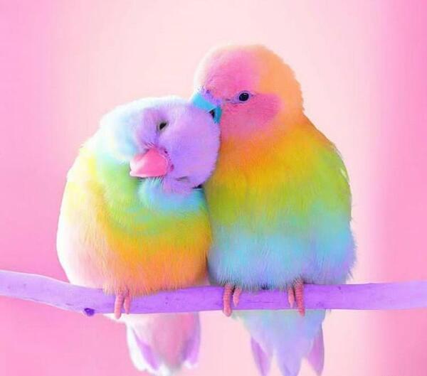عکس طوطی عاشقانه