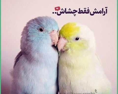 عکس طوطی عاشقانه