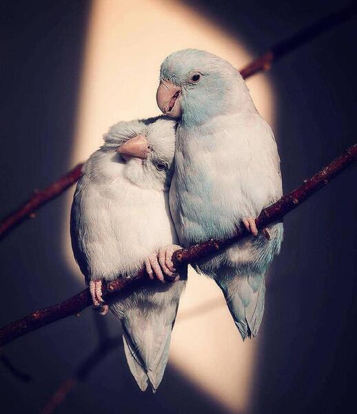 عکس طوطی عاشقانه