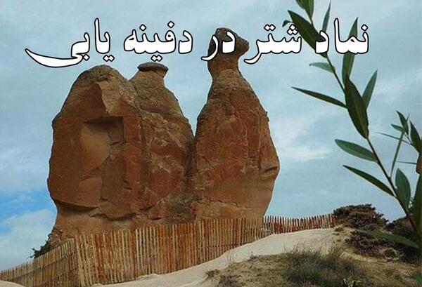 عکس شتر در دفینه