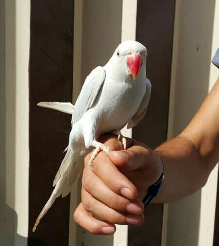 عکس شاه طوطی سفید