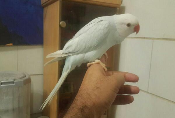 عکس شاه طوطی سفید