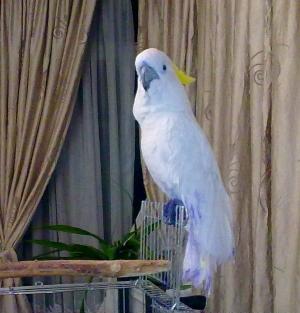 عکس شاه طوطی سفید