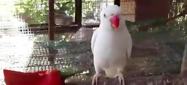 عکس شاه طوطی سفید