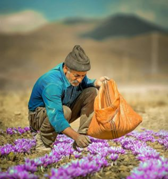 عکس گل های زعفران
