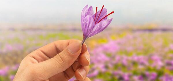 عکس گل های زعفران