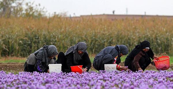 عکس گل های زعفران