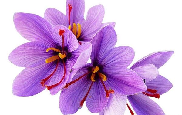 عکس گل های زعفران