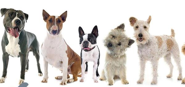 عکس سگ تریر پا بلند