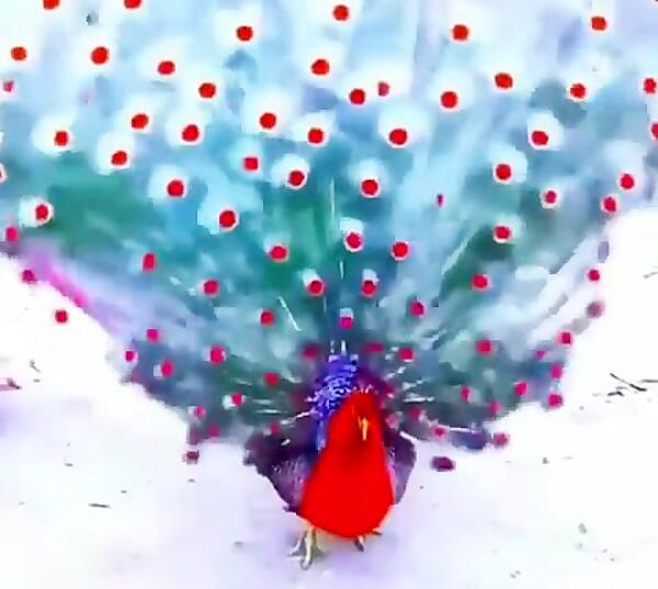 عکس طاووس جهان