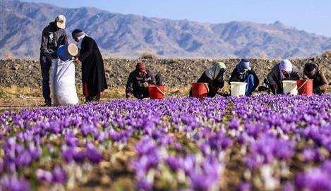 عکس زعفران قاین
