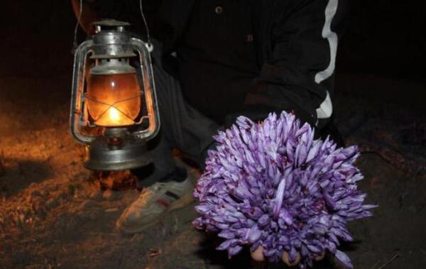 عکس زعفران قاین