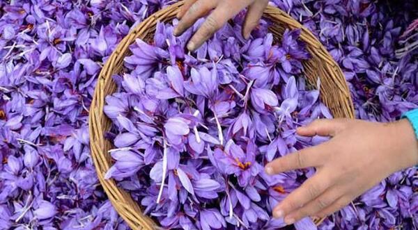 عکس زعفران قاین