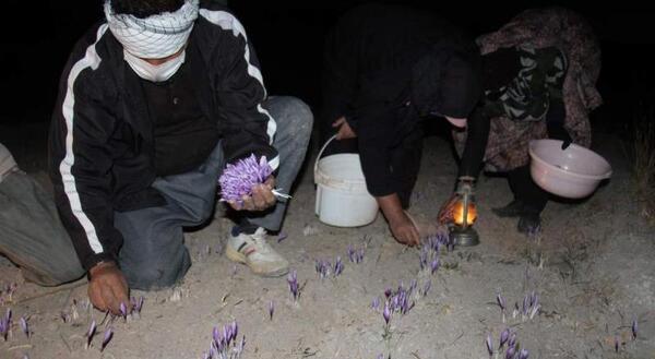 عکس زعفران قاین