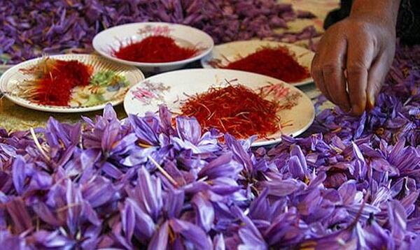 عکس زمین های زعفران