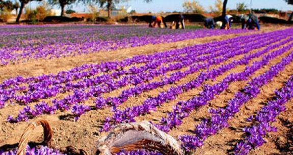 عکس زمین های زعفران