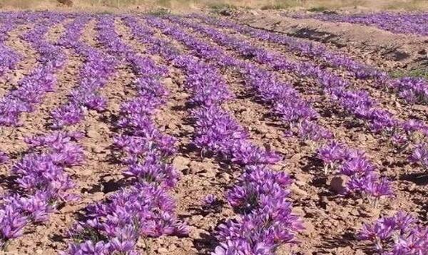 عکس زمین های زعفران