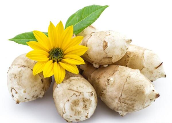 عکس شلغم شیرازی